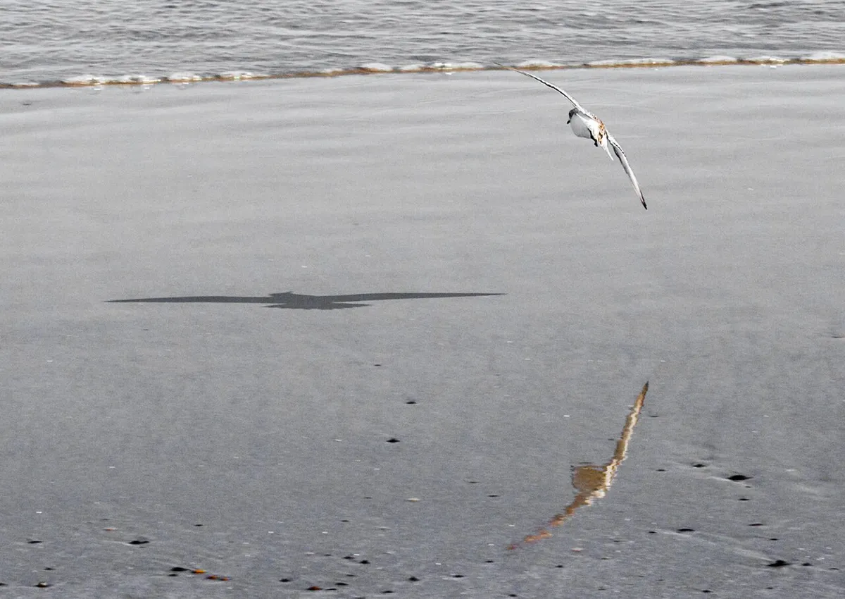 Laudholm Beach (Wells Reserve)