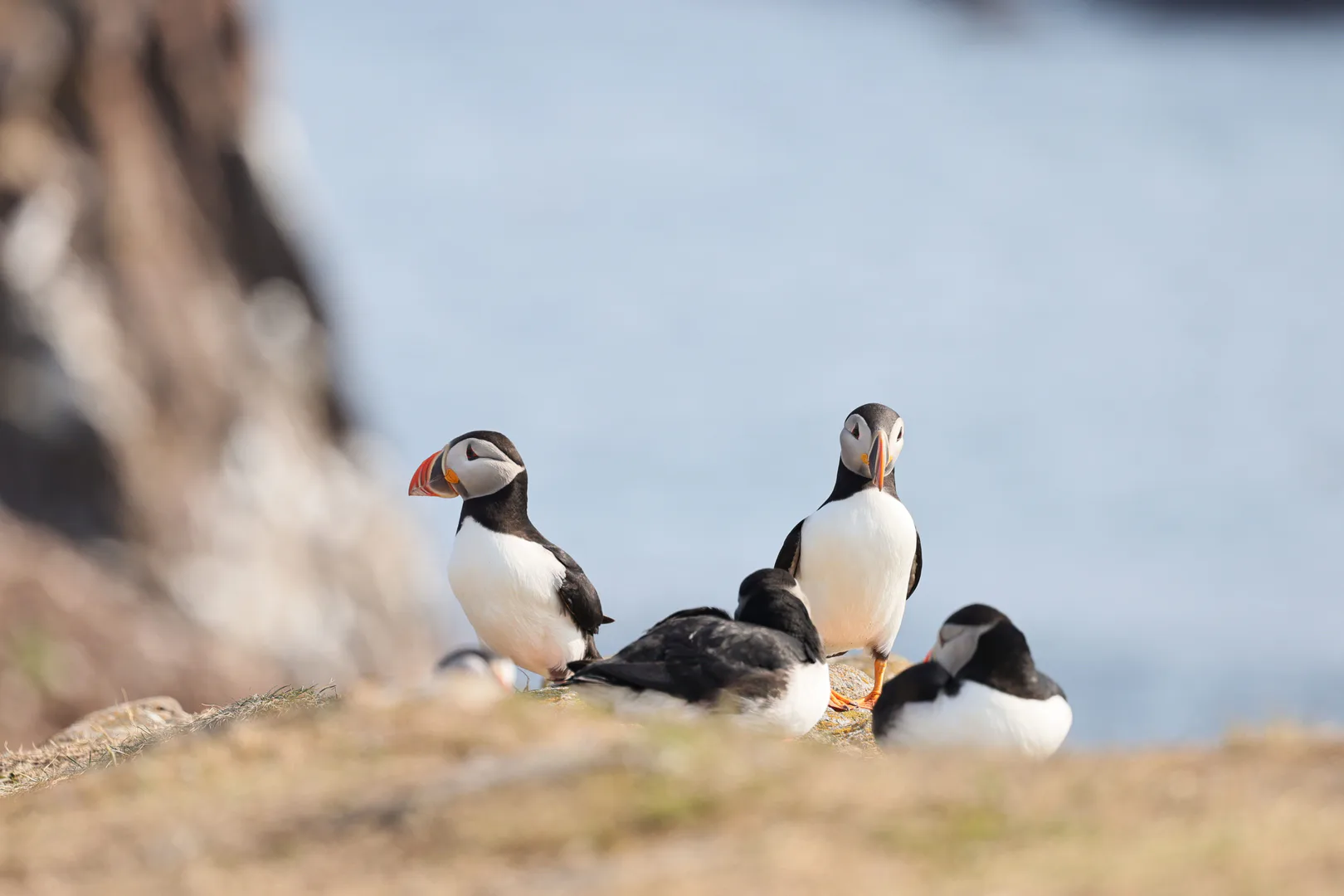 Where to See Puffins in Maine: Islands, Tours, and When to Go