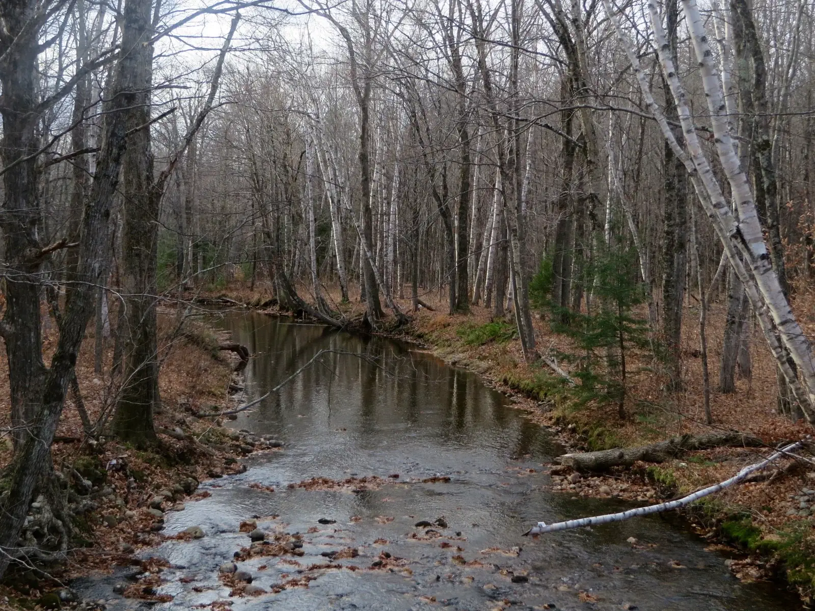 Cold River Campground