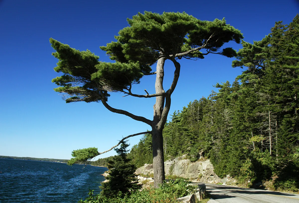 Mount Desert Campground