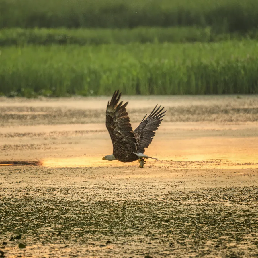 Best Binoculars for Maine Wildlife and Birding (2026) | Tested and Reviewed