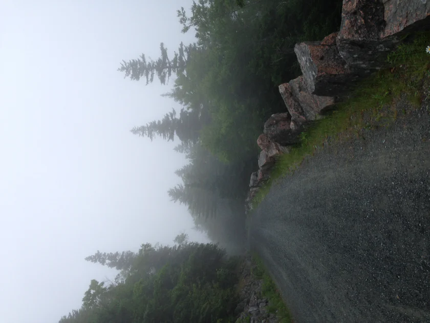 A wooded carriage path in Acadia National Park, the kind of dog-friendly trail where the gear in this guide actually matters