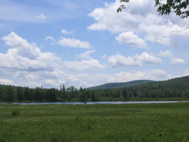 A moose at Umbagog National Wildlife Refuge on the Maine/New Hampshire border, the wildlife encounter dog owners must plan around