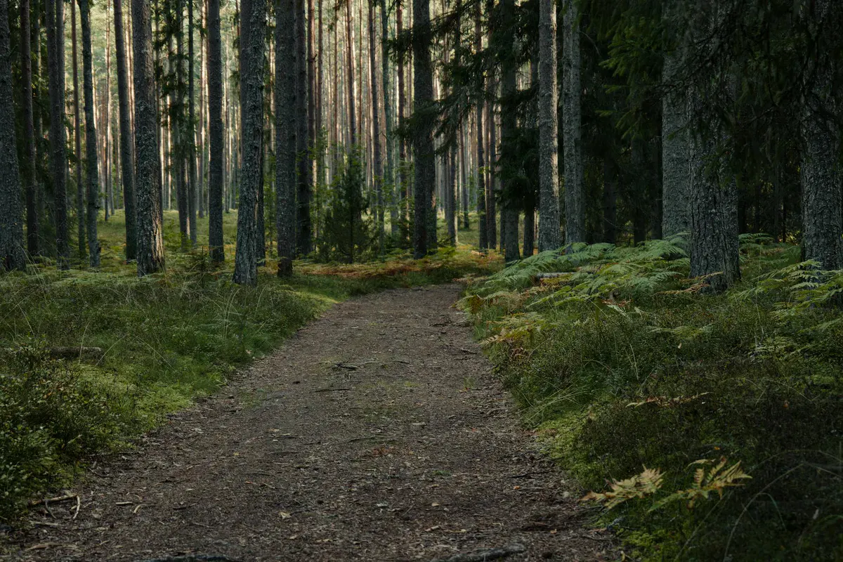 Peaceful woodland trail through coniferous forest in Maine
