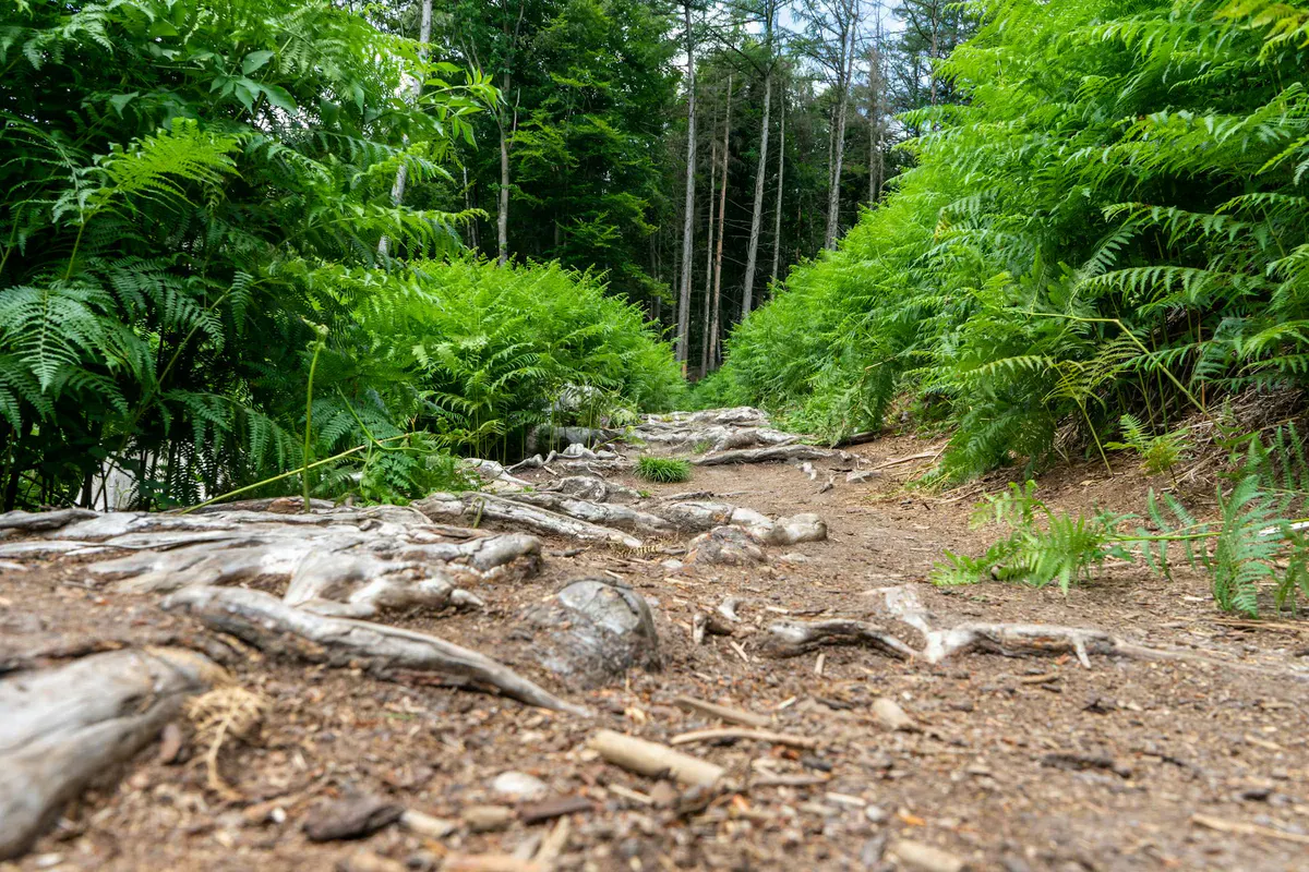Lush forest trail with ferns and exposed roots in Maine