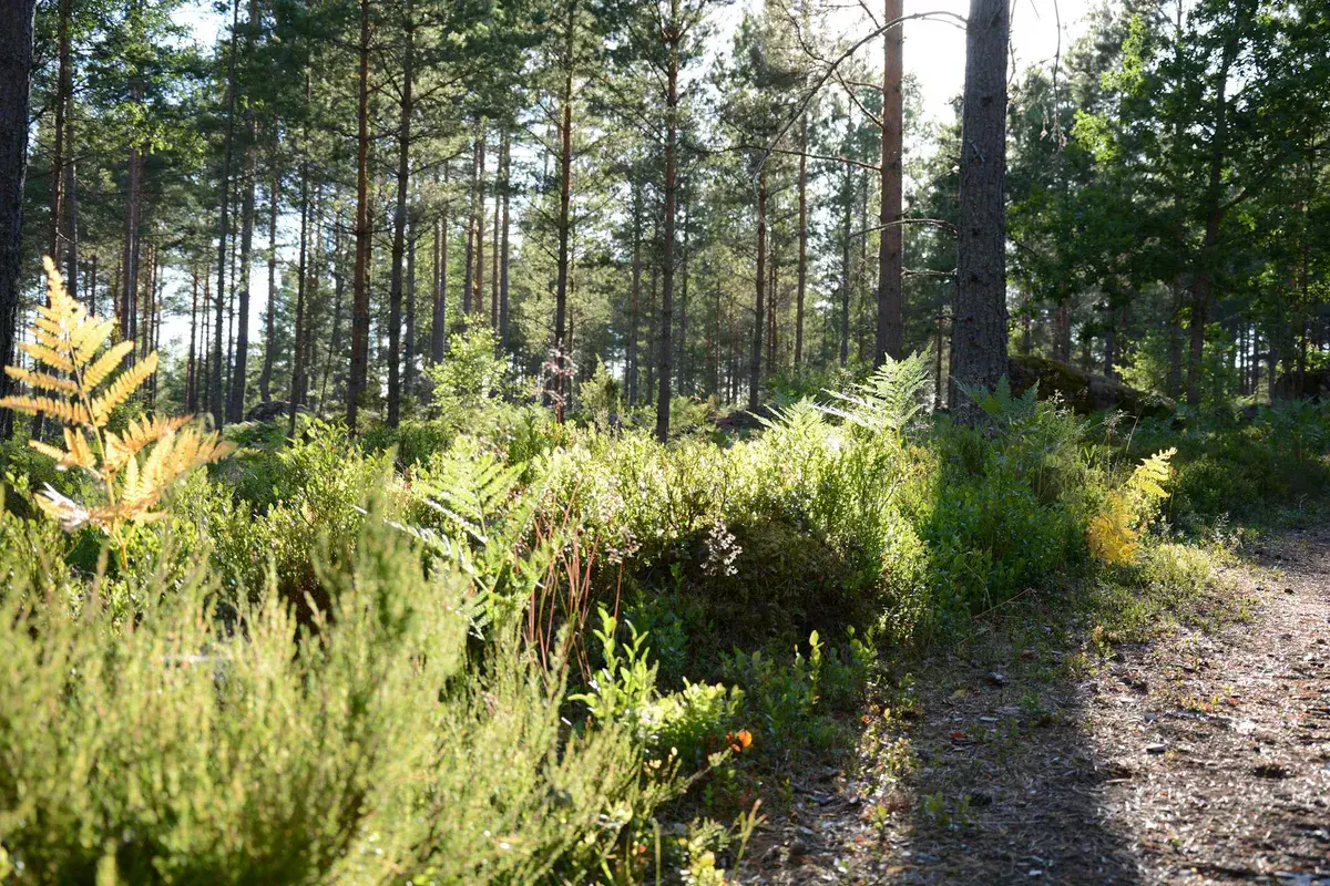 Sunlit forest path through tall trees in Maine