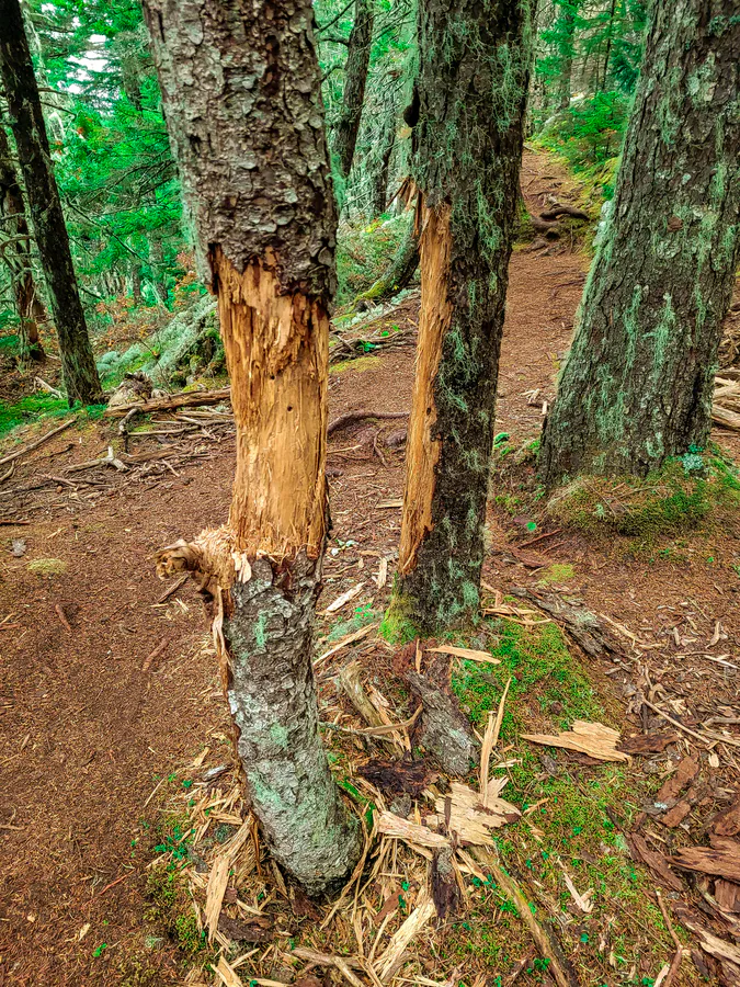 The Anvil Trail in Acadia National Park, a real-world test of rocky and rooted terrain that kid hiking shoes need to handle