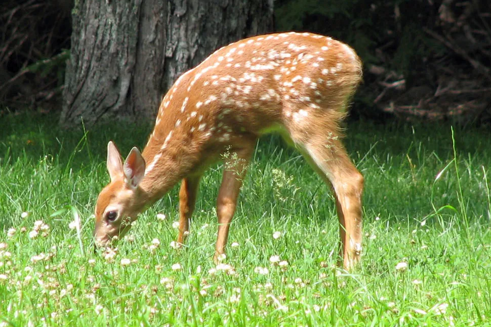 A white-tailed deer fawn in Acadia National Park, the kind of close-range wildlife trail cameras capture in summer