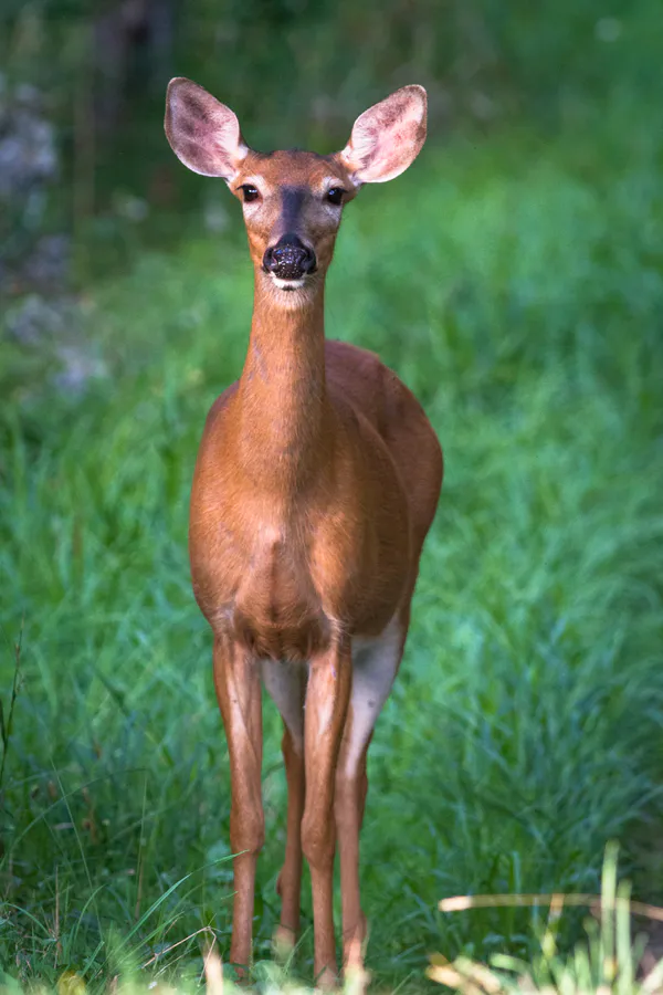 A white-tailed deer in a forest, the species Maine hunters and wildlife watchers most often photograph with trail cameras