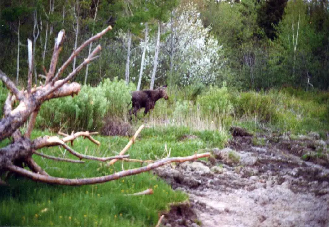 A moose in the woods in Trenton, Maine.