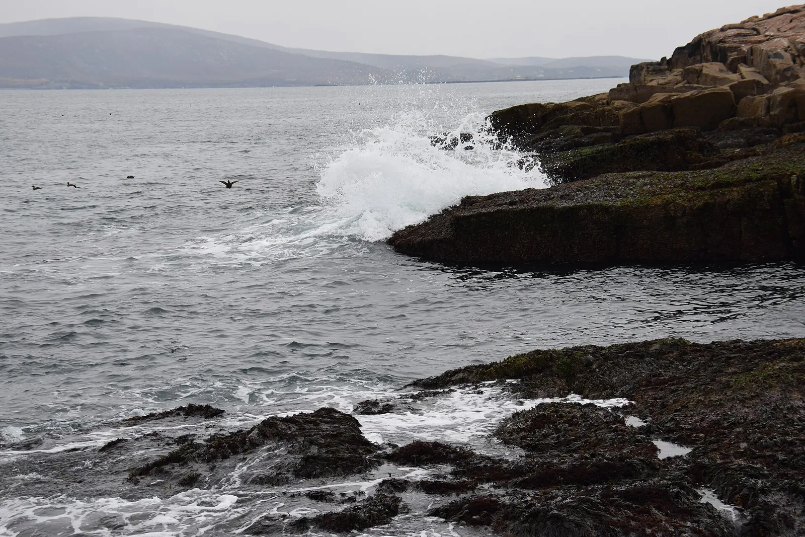 The rocky shore at Schoodic Point in Acadia National Park, Maine.