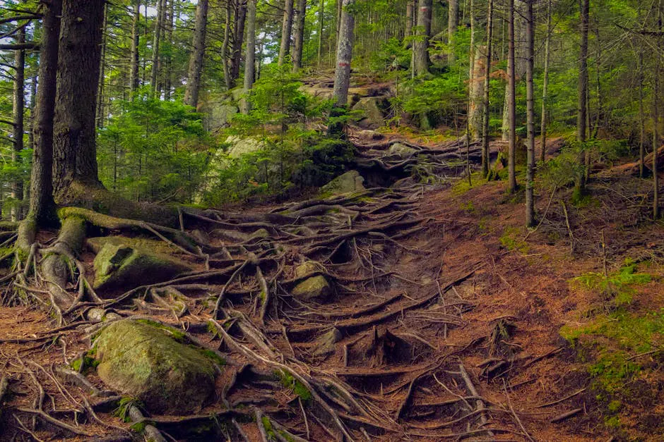 Caribou Mountain