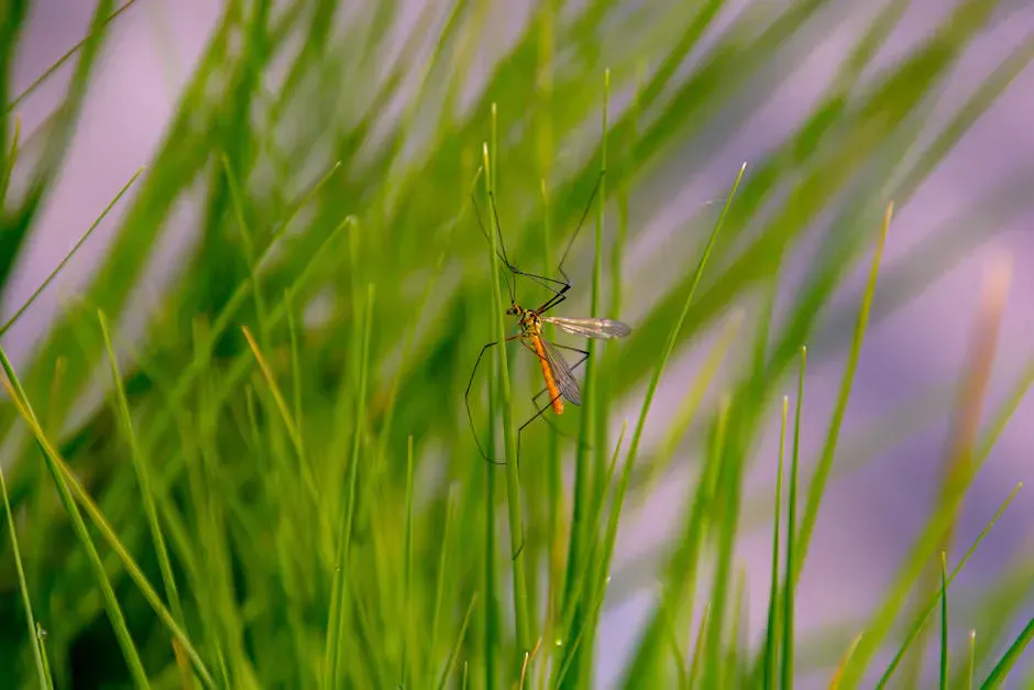Mosquito Mountain
