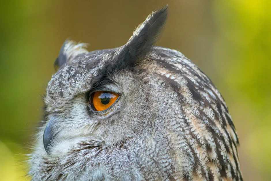 Owl Head Trail (Unofficial)