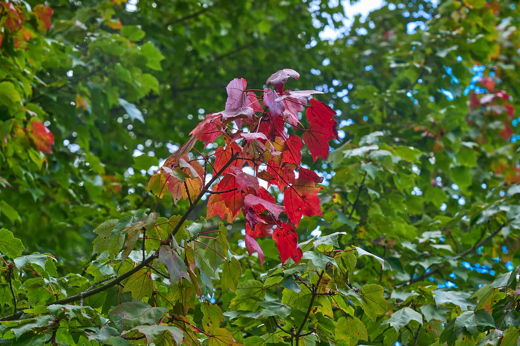 Wells Reserve Trails