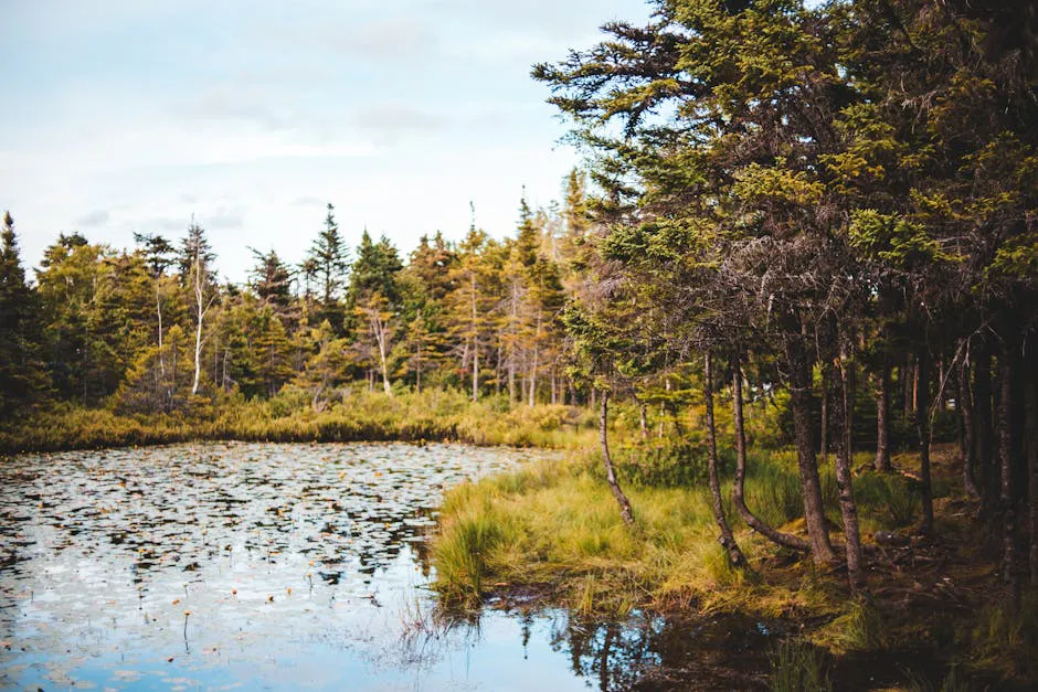 Toddy Pond