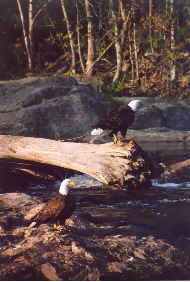 Narraguagus River
