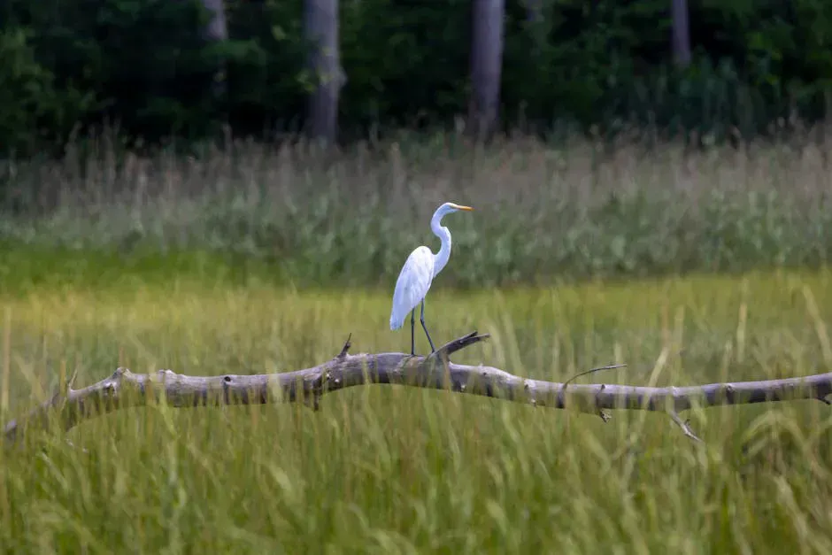 Fernald's Neck Preserve