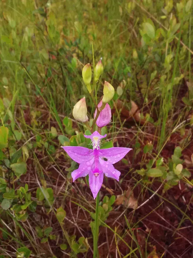 Saco Heath Preserve