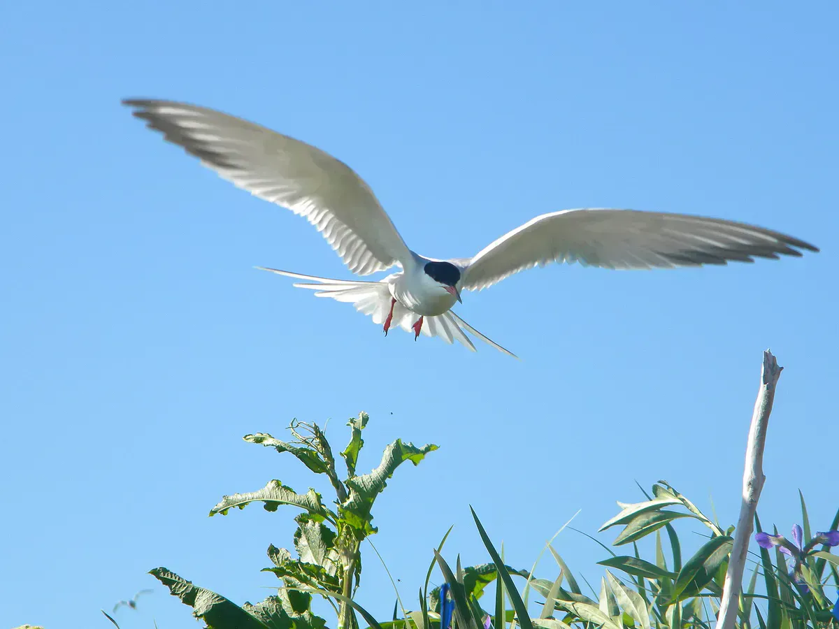 Hirundo Wildlife Refuge