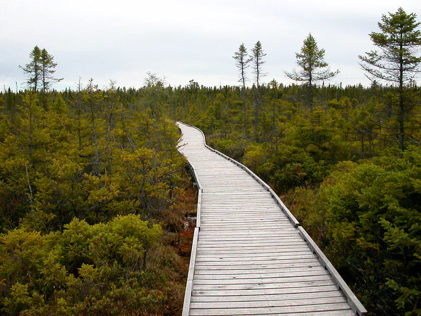 Orono Bog Boardwalk