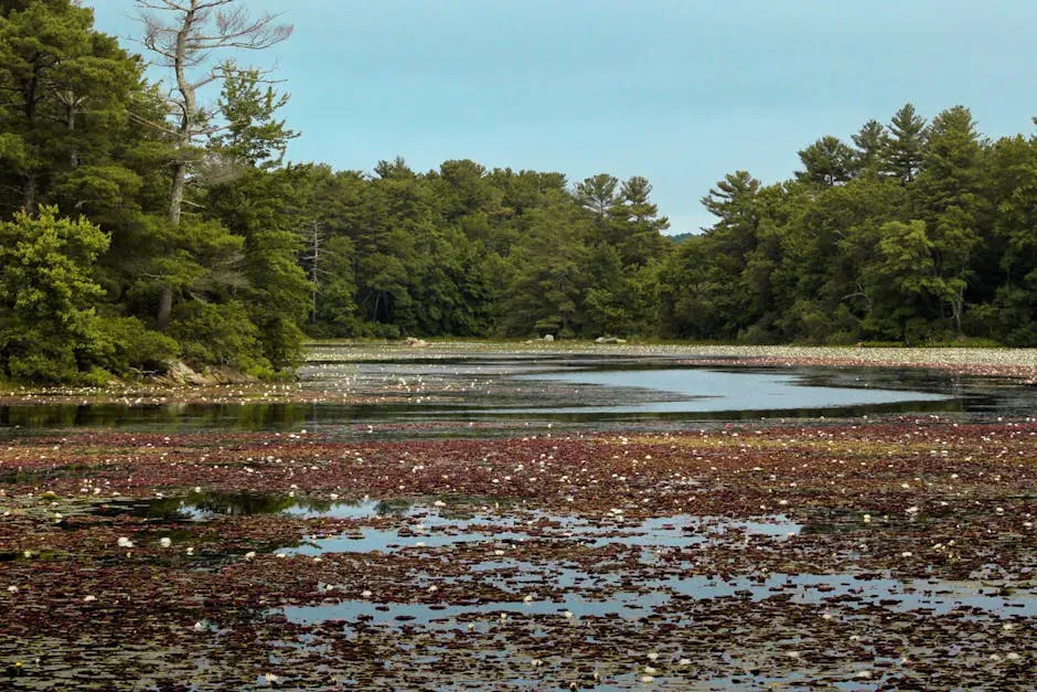 Rachel Carson Salt Pond Preserve