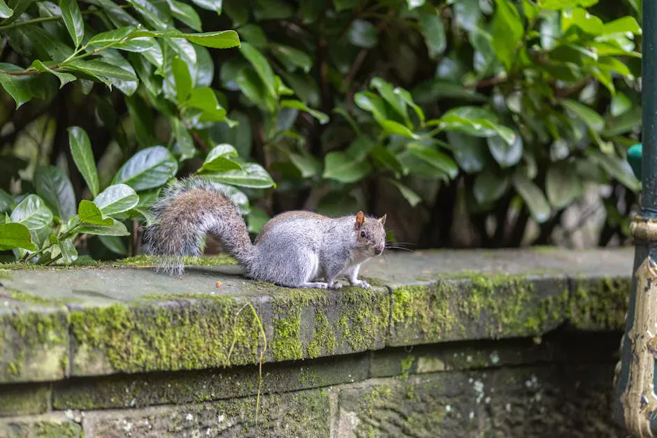 Squirrel Island