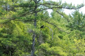 Photo Wildlife watching near Baxter State Park